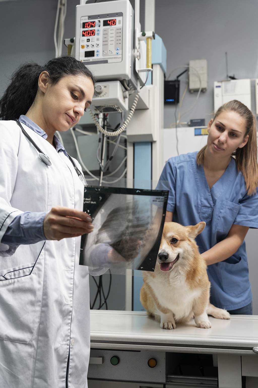 Radiographie vétérinaire à Chaumont-Gistoux
